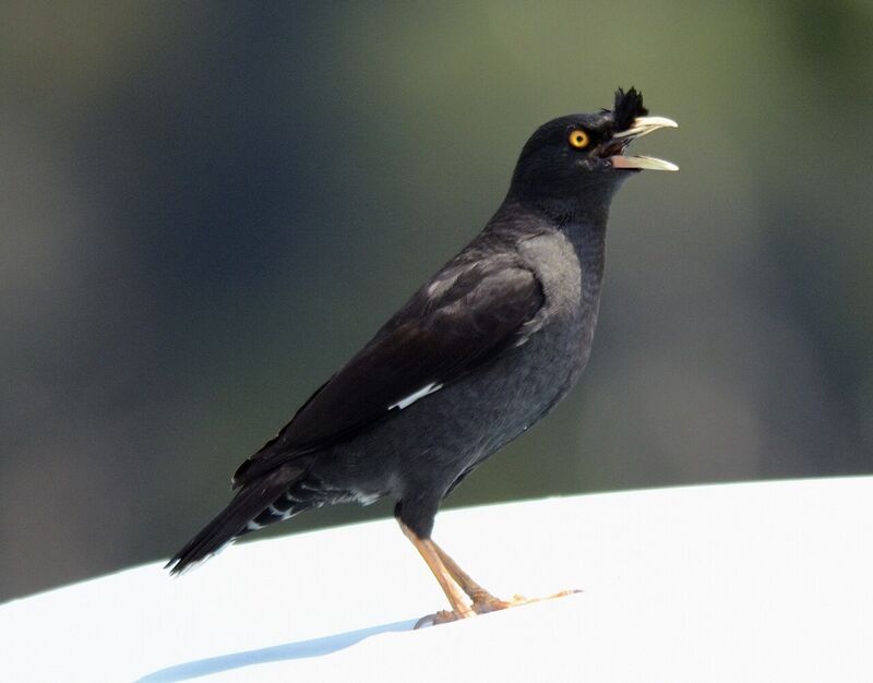 ハッカチョウ