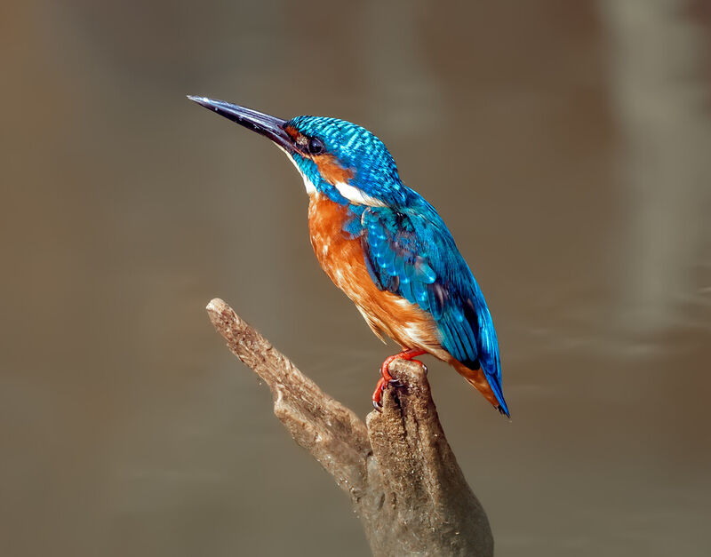 カワセミ