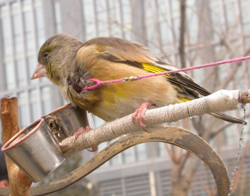 カワラヒワ