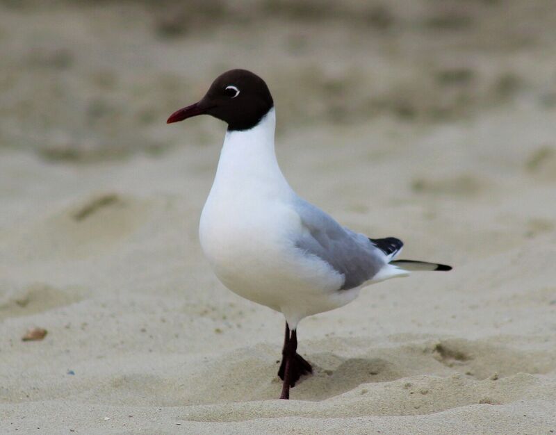 ユリカモメ