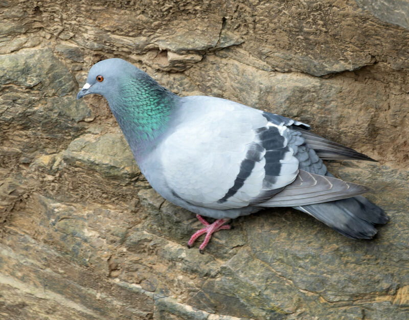 ドバト