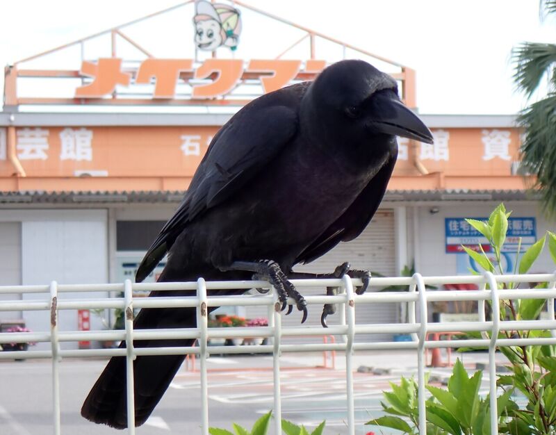 ハシブトガラス