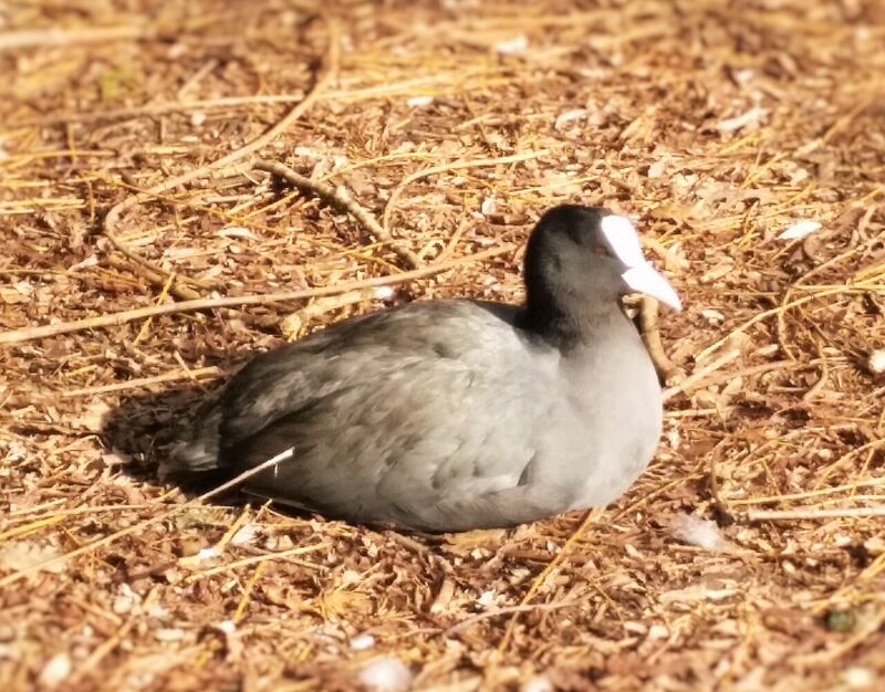 オオバン