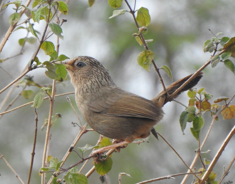 タイワンガビチョウ