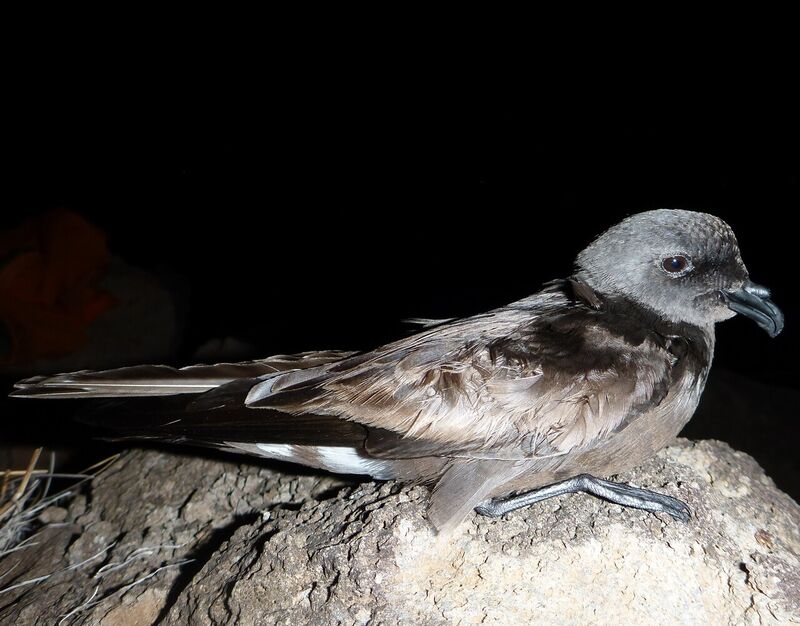 クロコシジロウミツバメ