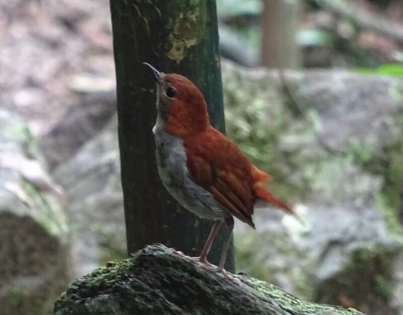 アカヒゲ