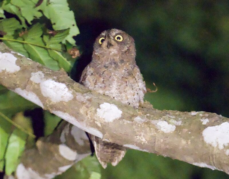 リュウキュウコノハズク