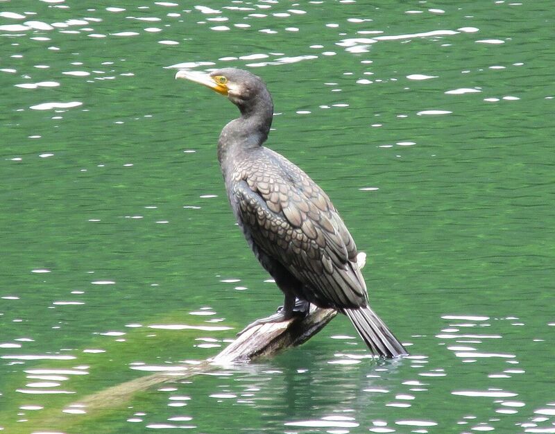 カワウ