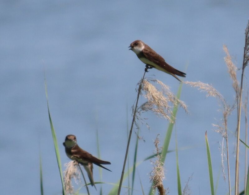 ショウドウツバメ