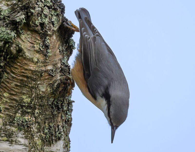 ゴジュウカラ
