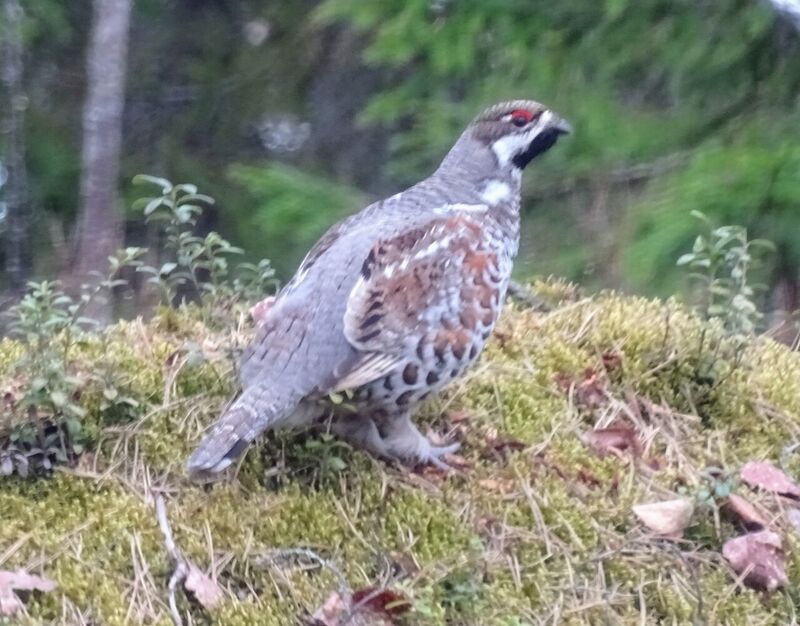エゾライチョウ