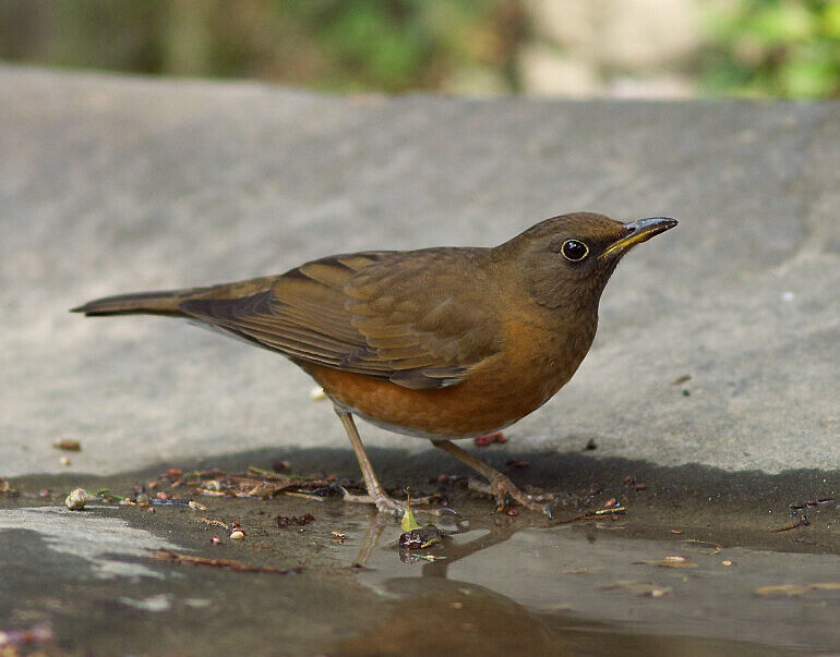 アカハラ